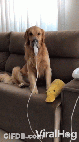 A Dog Wearing An Oxygen Mask Sits On A Couch GIF