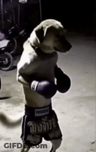 A Dog Wearing Boxing Gloves And Shorts That Say ' Boxing ' GIF