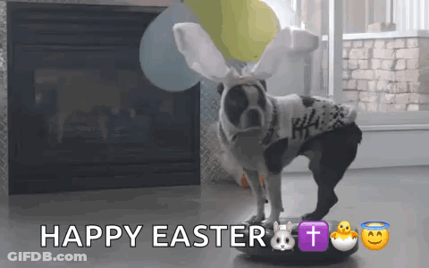 A Dog Wearing Bunny Ears And A Sweater Is Standing On A Balance Ball . GIF