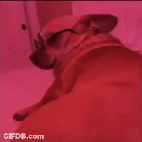 A Dog Wearing Glasses Is Laying Down On A Bed GIF