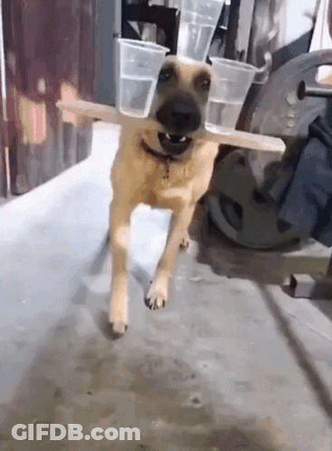 A Dog Wearing Plastic Cups On Its Head Is Running GIF
