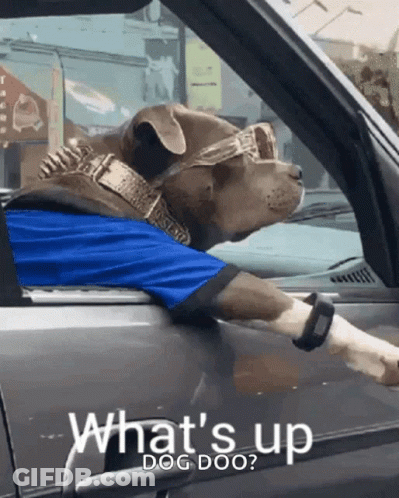 A Dog Wearing Sunglasses And A Blue Shirt Is In A Car GIF