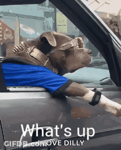 A Dog Wearing Sunglasses And A Blue Shirt Is In A Car GIF