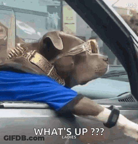 A Dog Wearing Sunglasses And A Collar Is Driving A Car And Asking What 'S Up Ladies . GIF