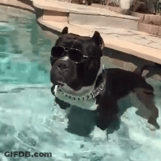 A Dog Wearing Sunglasses And A Collar Is Swimming In A Pool . GIF