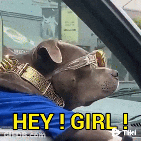 A Dog Wearing Sunglasses And A Gold Collar Is Sitting In A Car And Says Hey Girl GIF