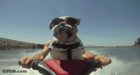 A Dog Wearing Sunglasses And A Life Jacket Rides A Jet Ski GIF