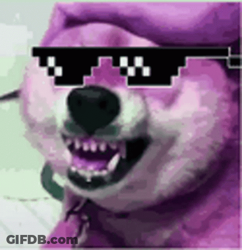 A Dog Wearing Sunglasses And A Purple Hat Is Looking At The Camera . GIF