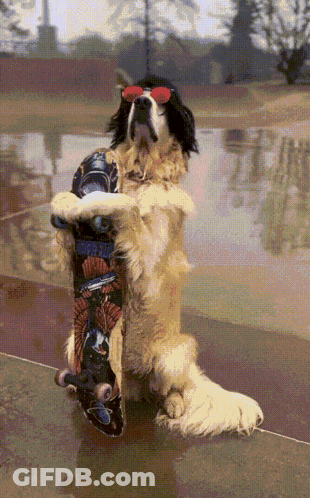 A Dog Wearing Sunglasses Holds A Skateboard On Its Hind Legs GIF