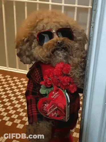 A Dog Wearing Sunglasses Holds A Valentine 'S Day Card GIF