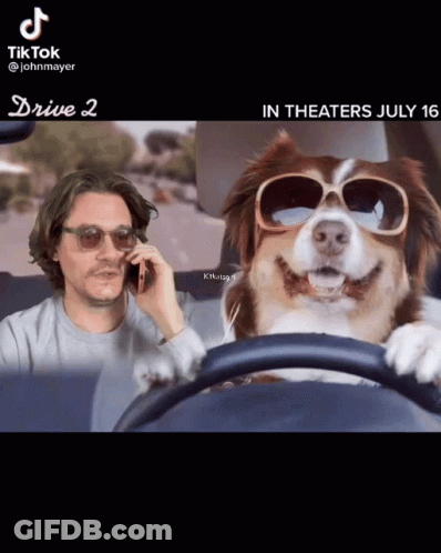 A Dog Wearing Sunglasses Is Driving A Car Next To A Man On A Phone GIF