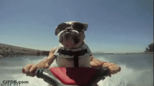 A Dog Wearing Sunglasses Is Riding A Jet Ski On A Lake . GIF