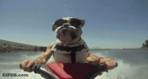 A Dog Wearing Sunglasses Is Riding A Jet Ski . GIF