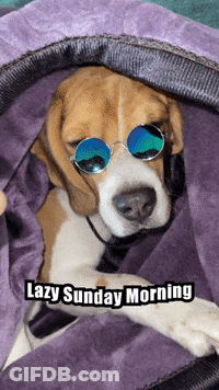 A Dog Wearing Sunglasses Is Wrapped In A Purple Blanket With The Words Lazy Sunday Morning Above It GIF