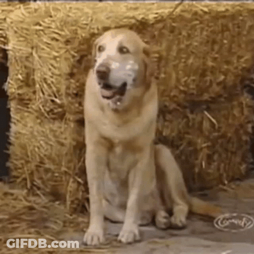 A Dog With A Ball In Its Mouth Is Sitting Next To A Hay Bale . GIF