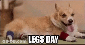 A Dog With A Bandage On Its Leg Is Laying On The Floor With The Caption Legs Day . GIF