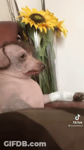 A Dog With A Bandage On Its Paw Is Sitting On A Couch Next To A Vase Of Sunflowers . GIF