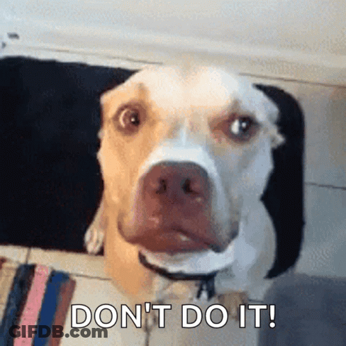A Dog With A Bee On Its Nose And The Words " Do N't Do It " Next To It GIF
