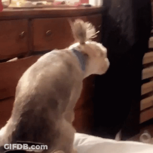 A Dog With A Blue Collar Is Standing On Its Hind Legs GIF