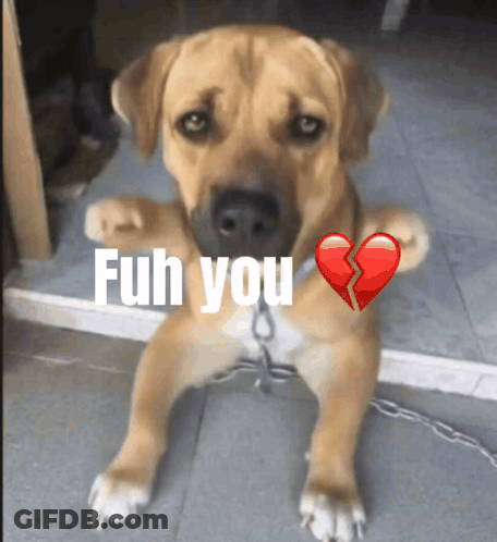 A Dog With A Broken Heart And The Words " Fuh You " Written On It GIF