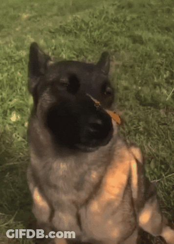 A Dog With A Butterfly In Its Mouth GIF