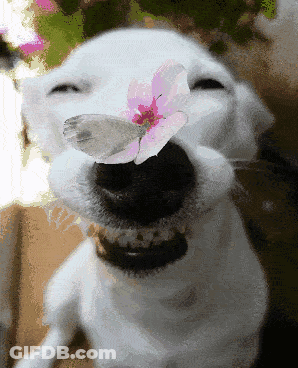 A Dog With A Butterfly In Its Mouth GIF