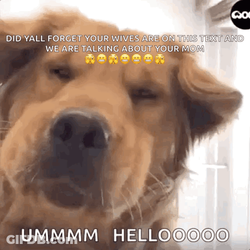 A Dog With A Caption That Says " Did Yall Forget Your Wives Are On This Text " GIF