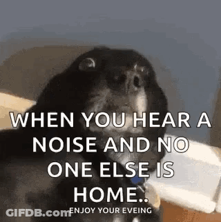 A Dog With A Caption That Says `` When You Hear A Noise And No One Else Is Home ... Enjoy Your Evening '' . GIF
