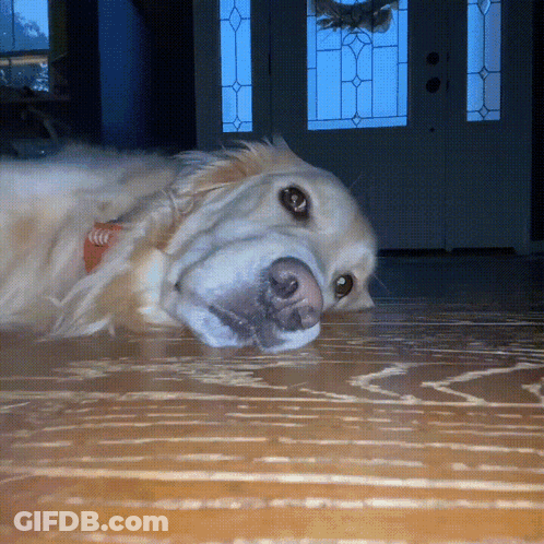 A Dog With A Collar That Says ' Coca Cola ' On It Laying On The Floor GIF