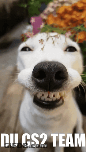 A Dog With A Flower Crown On Its Head And The Words Du Cs2 Team On The Bottom GIF
