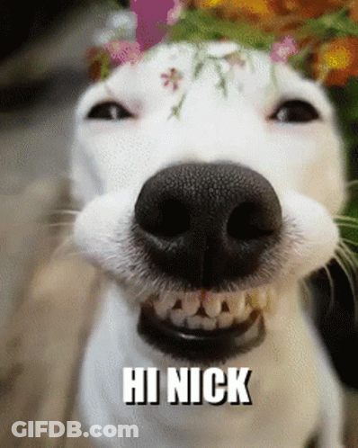 A Dog With A Flower Crown On Its Head Is Smiling And Says Hi Nick On The Bottom GIF