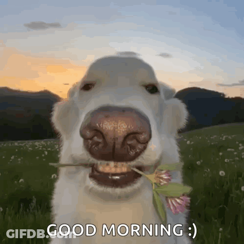 A Dog With A Flower In Its Mouth Says Good Morning GIF