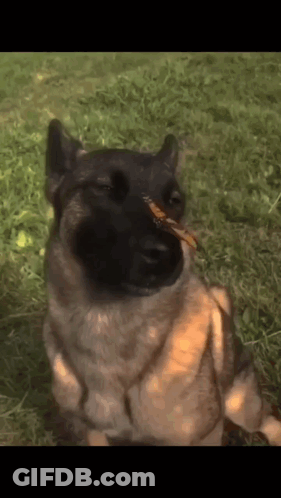 A Dog With A Leaf In Its Mouth Looks At The Camera GIF