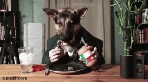 A Dog With A Man 'S Face Is Eating Peanut Butter From A Plate . GIF