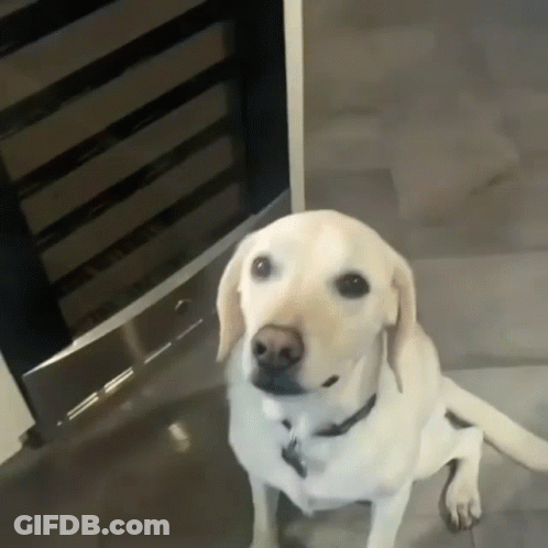 A Dog With A Name Tag On It Is Sitting On A Tiled Floor GIF