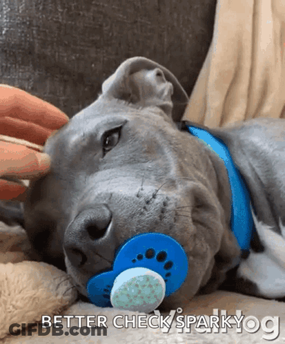 A Dog With A Pacifier In Its Mouth Is Laying Down GIF