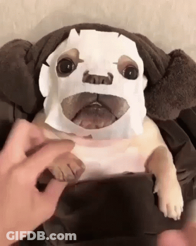 A Dog With A Paper Mask On Its Face Is Being Held By A Person GIF