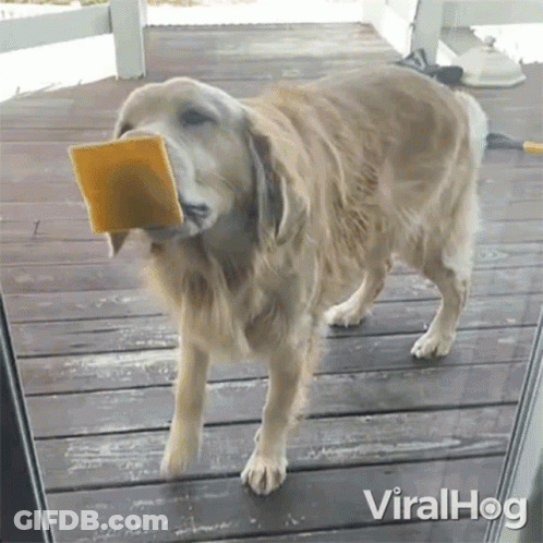A Dog With A Piece Of Cheese In Its Mouth Is Standing On A Porch . GIF