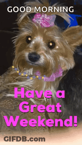A Dog With A Pink Bow On Its Head And The Words Good Morning Have A Great Weekend GIF