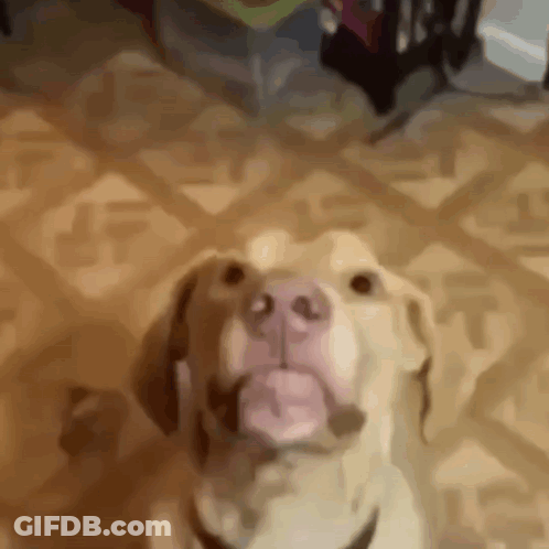 A Dog With A Pink Nose Is Sticking Its Tongue Out While Sitting On A Tiled Floor . GIF
