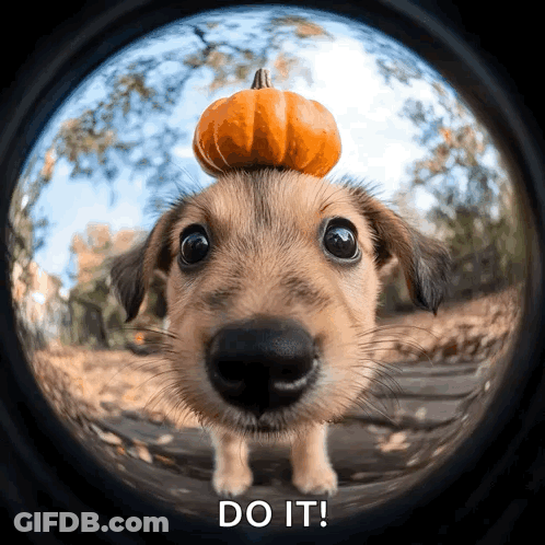 A Dog With A Pumpkin On Its Head And The Words Do It Above It GIF