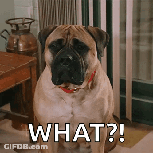 A Dog With A Red Collar Is Sitting Next To A Sign That Says " What " GIF