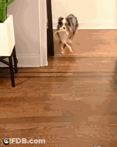 A Dog With A Rope In Its Mouth Is Running On A Wood Floor GIF