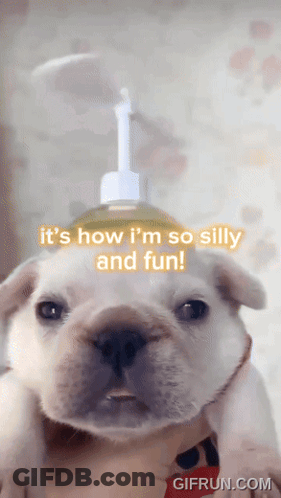 A Dog With A Soap Dispenser On Its Head And The Words " It 'S How I 'M So Silly And Fun " GIF