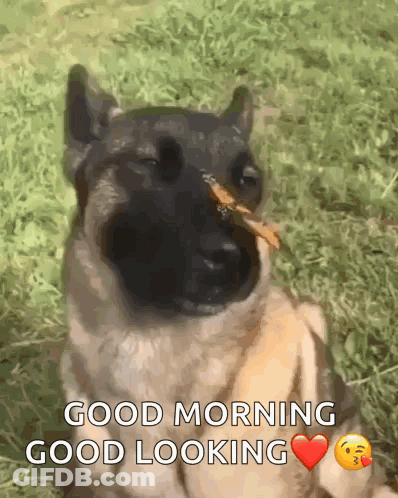 A Dog With A Stick In Its Mouth Says Good Morning GIF