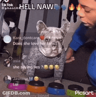 A Dog With A Sweater On Is Sitting Next To A Person With A Sticker That Says Hell Naw GIF