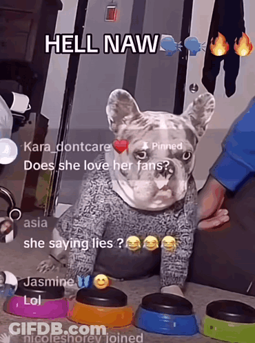 A Dog With A Sweater On Is Surrounded By Bowls That Say Hell Naw On Them GIF