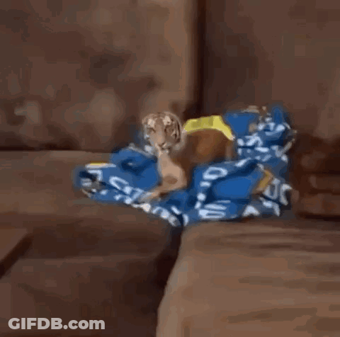 A Dog With A Tiger Face Is Standing On A Couch . GIF