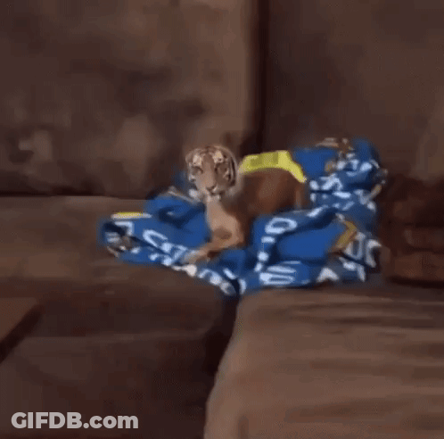 A Dog With A Tiger 'S Face Is Standing On A Couch GIF