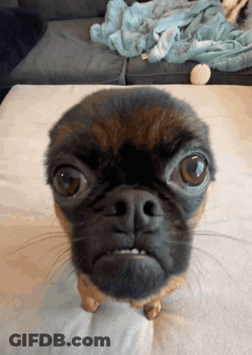 A Dog With A Very Angry Look On His Face GIF